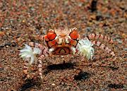 20 Boxer Crab